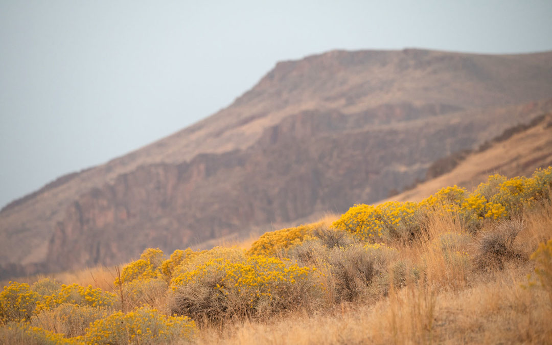 Beauty in the desert