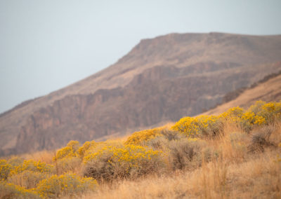 Beauty in the desert