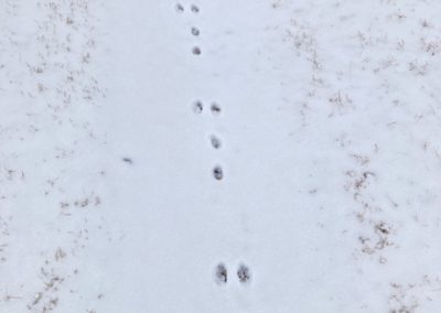 Bunny Tracks