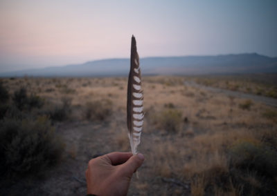 Peregrine falcon feather at Thacker Pass