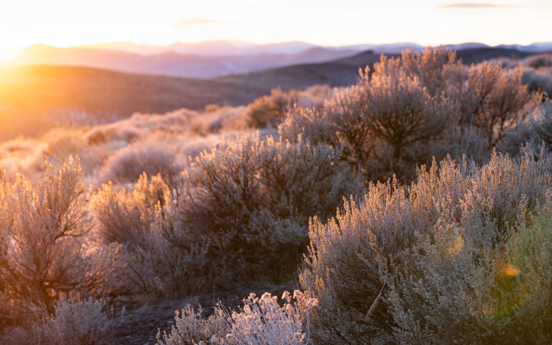 Sagebrush in the Sun