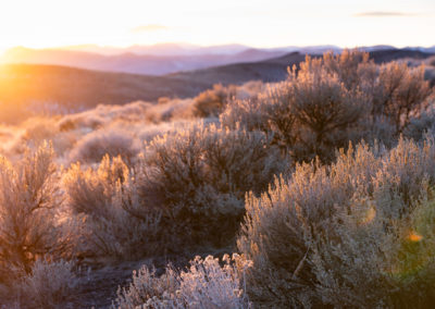 Sagebrush in the Sun