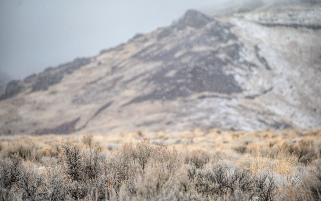 Sagebrush Sea