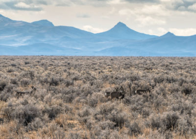 Pronghorn