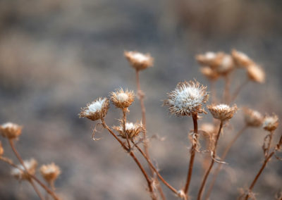 Wildflower