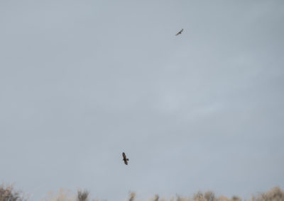 Golden Eagle and Ferruginous Hawk