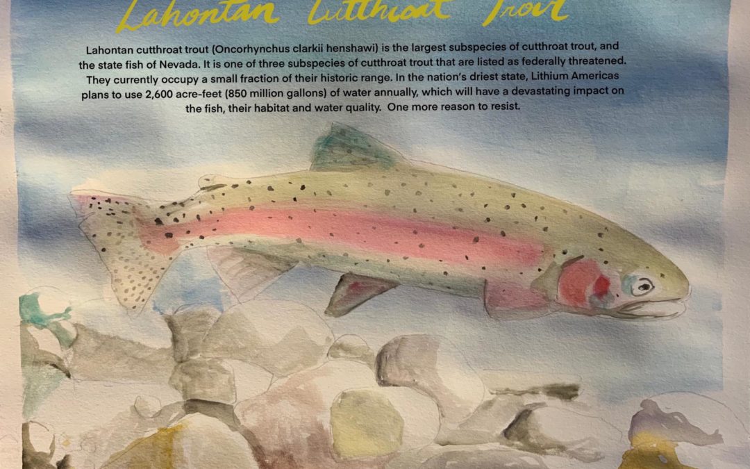 Species of the Week: Lahontan Cutthroat Trout