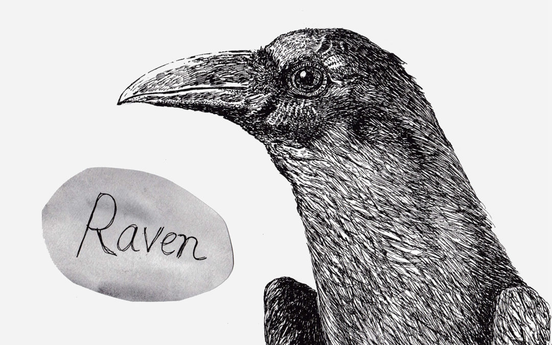 Species of the week: Common Raven