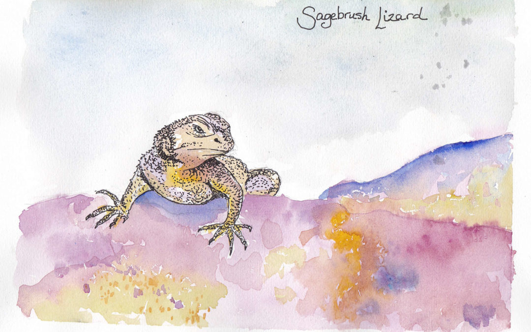 Species of the Week: Sagebrush Lizard