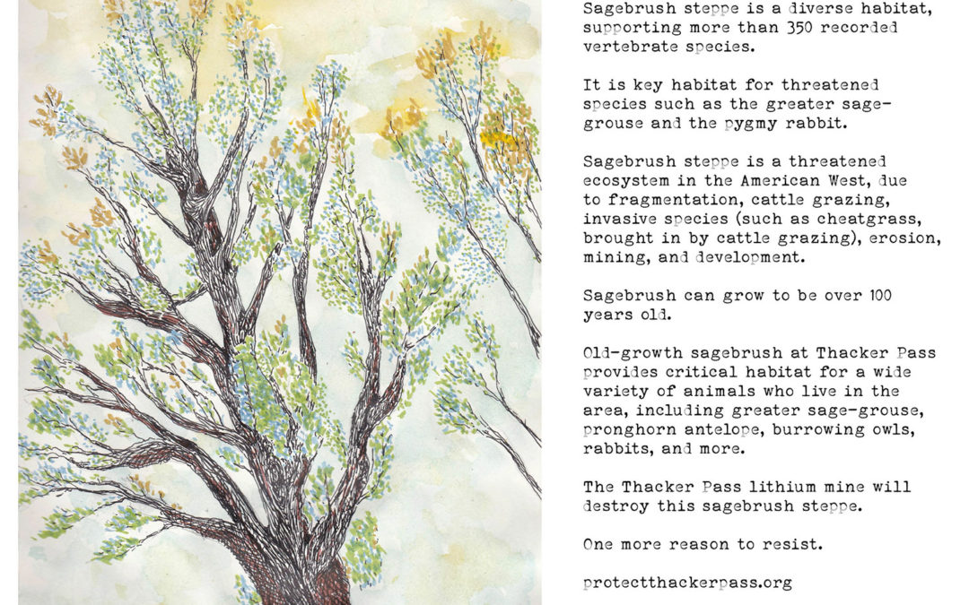 Species of the Week: Grandmother Sagebrush