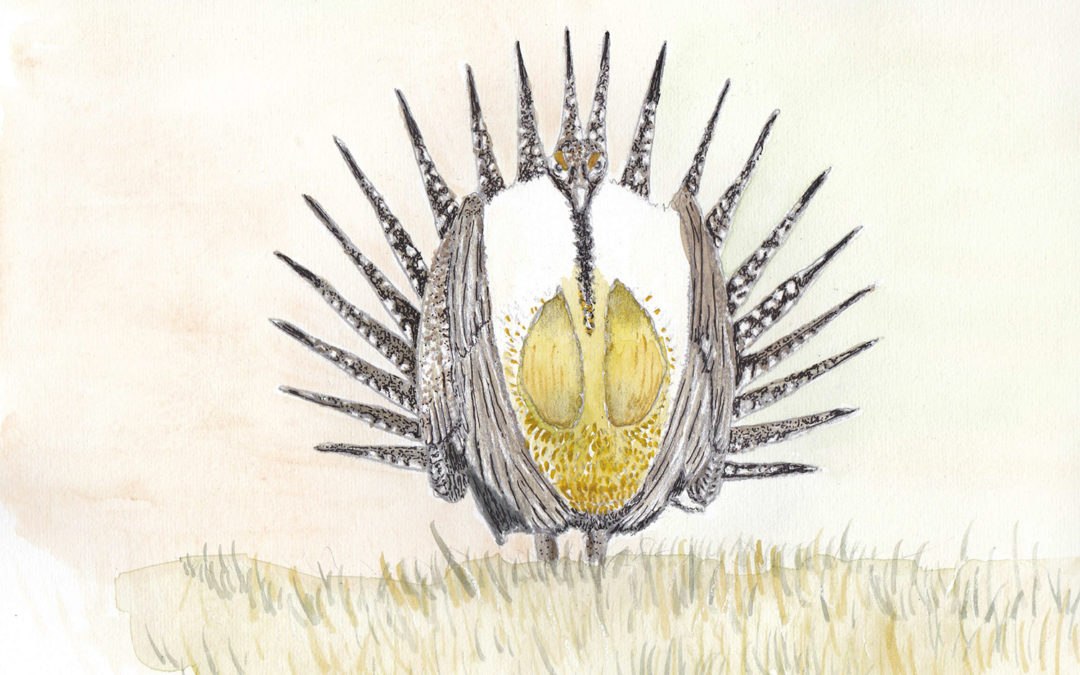 Species of the Week: Greater Sage-grouse