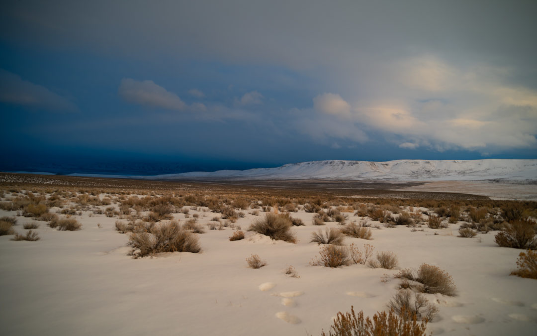 Snowy View