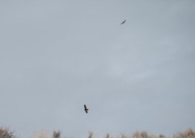 Golden Eagle and Hawk