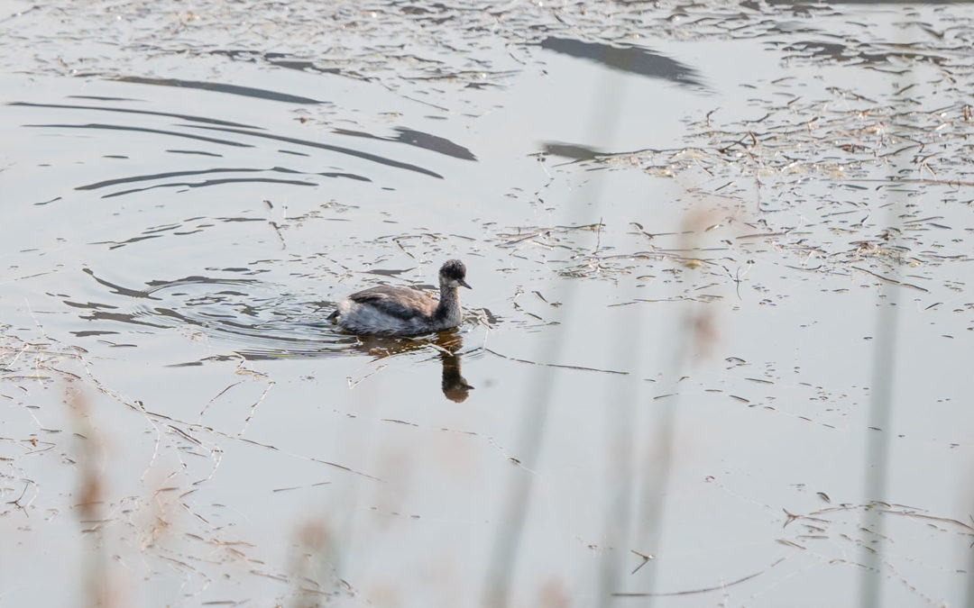 Bird at Thacker Pond