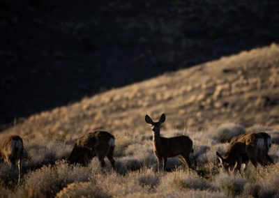 Pronghorn At Thacker Pass