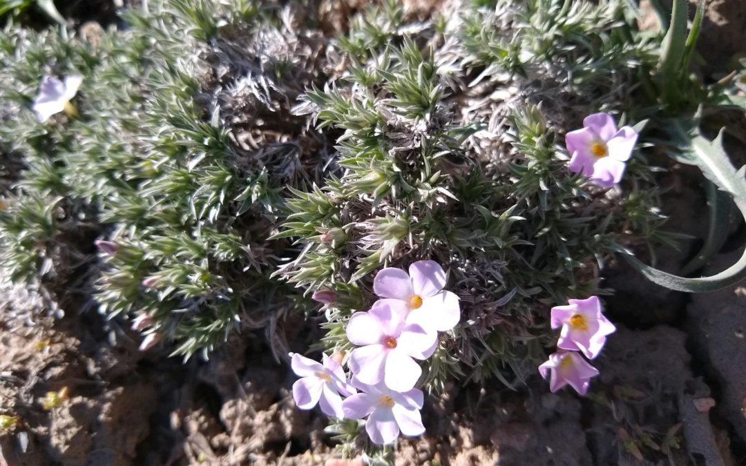 Spring at Thacker Pass
