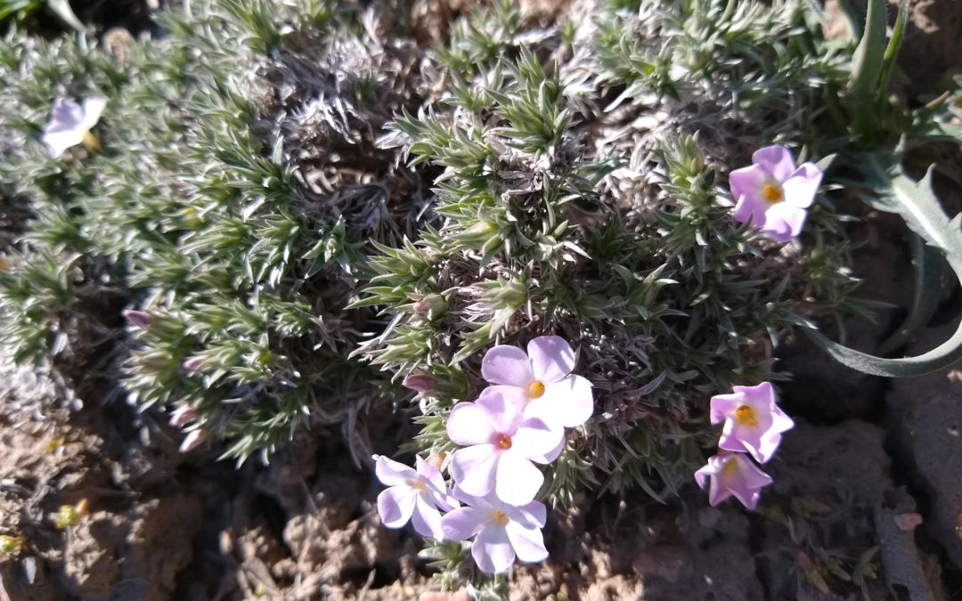 Wildflowers