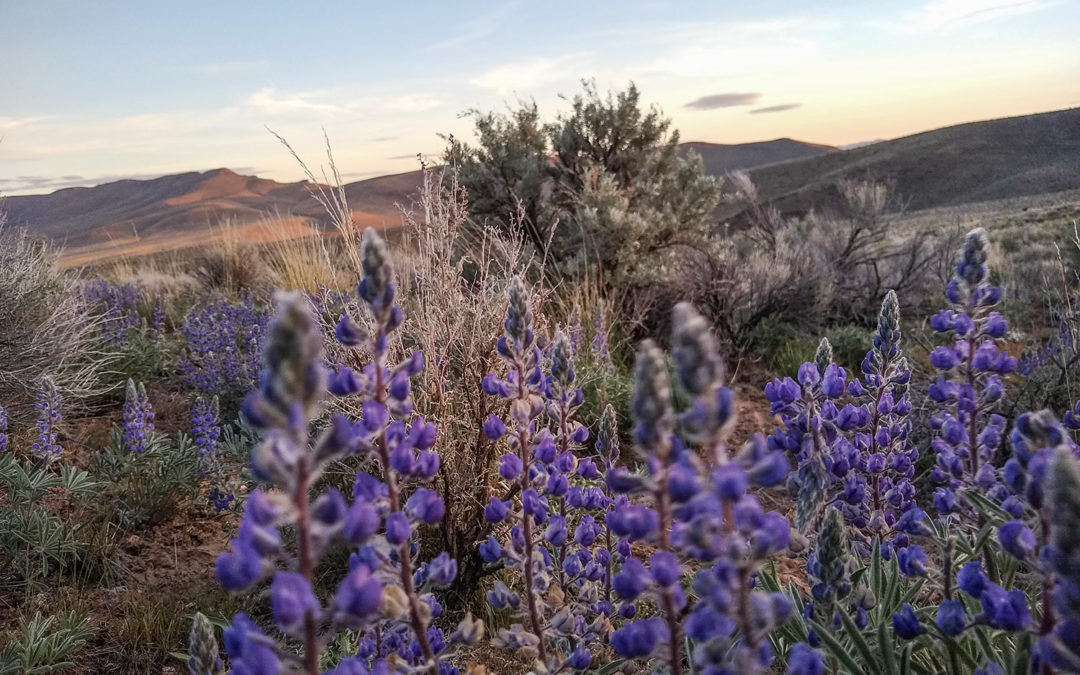 Spring wildflowers at Thacker Pass