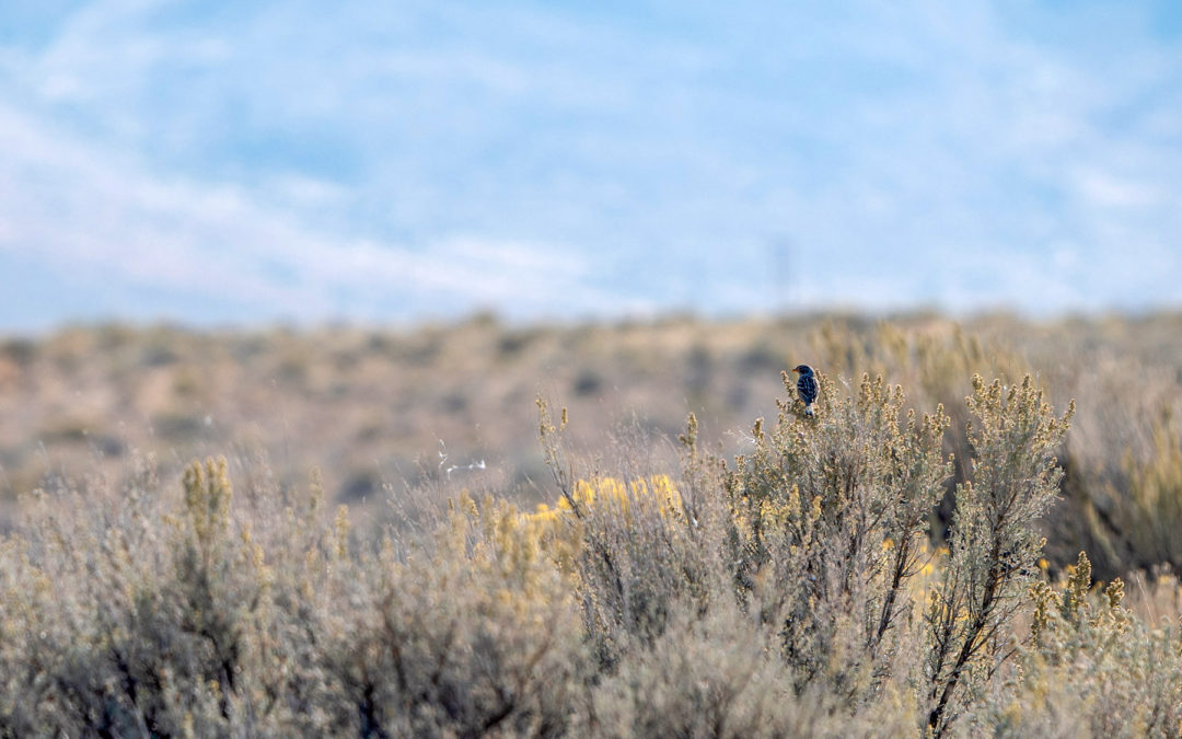 Notes from Peehee mu’huh (Thacker Pass), Part 1: Tears and Meadowlarks
