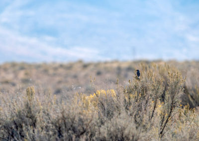 Meadowlark