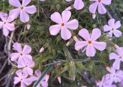 Phlox