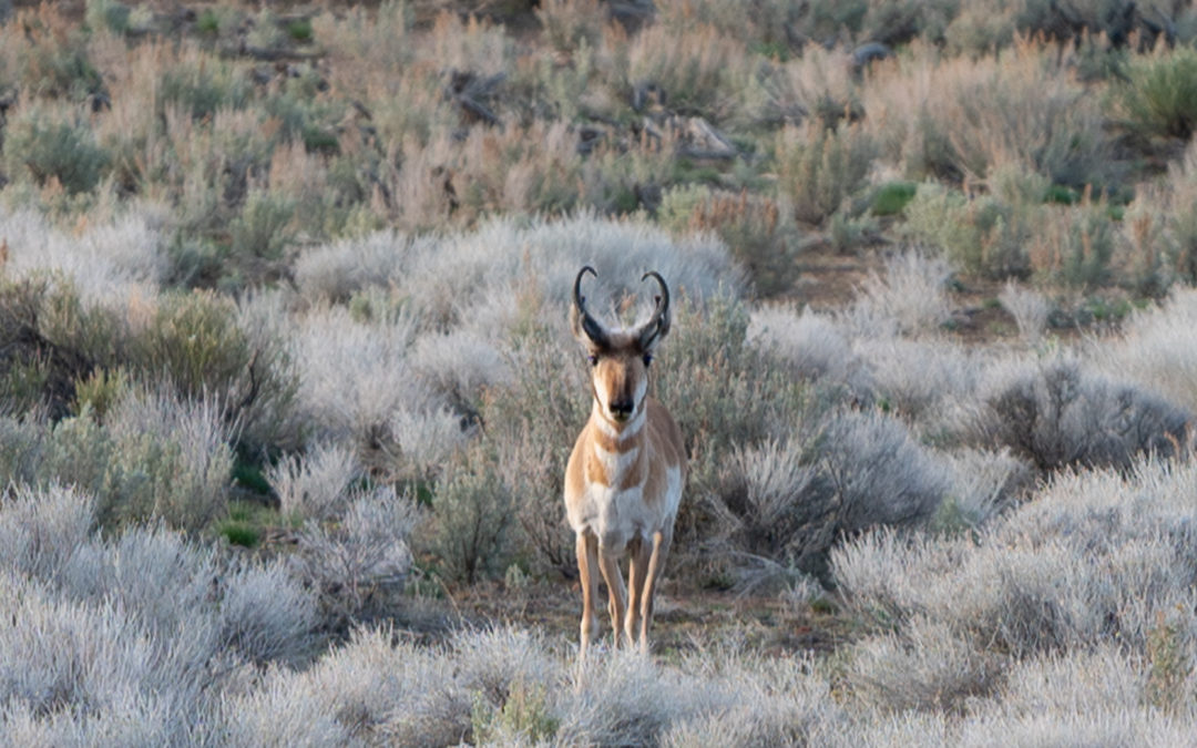 Pronghorn