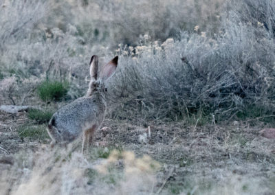 Cottontail rabbit