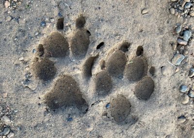 Coyote tracks