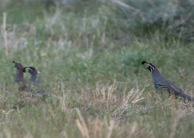California quail