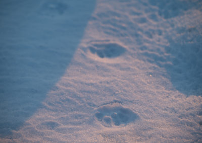 Bobcat tracks