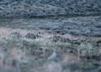 Sage Grouse