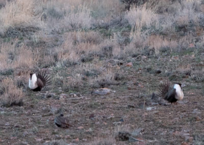 Sage Grouse