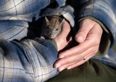 Rodent warming after a cold night