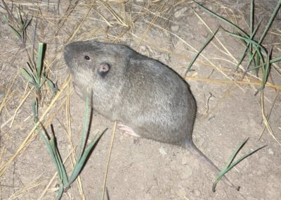 Muskrat