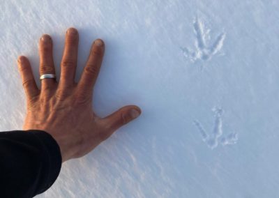 Sage Grouse Tracks