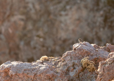 Dark Eyed Junco