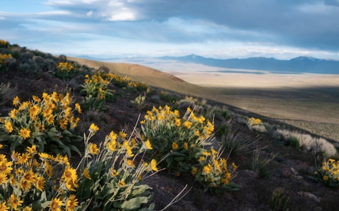 Sunflower View