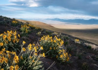 Sunflower View