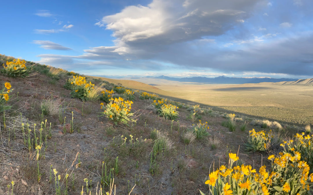 Flowers At Thacker Pass