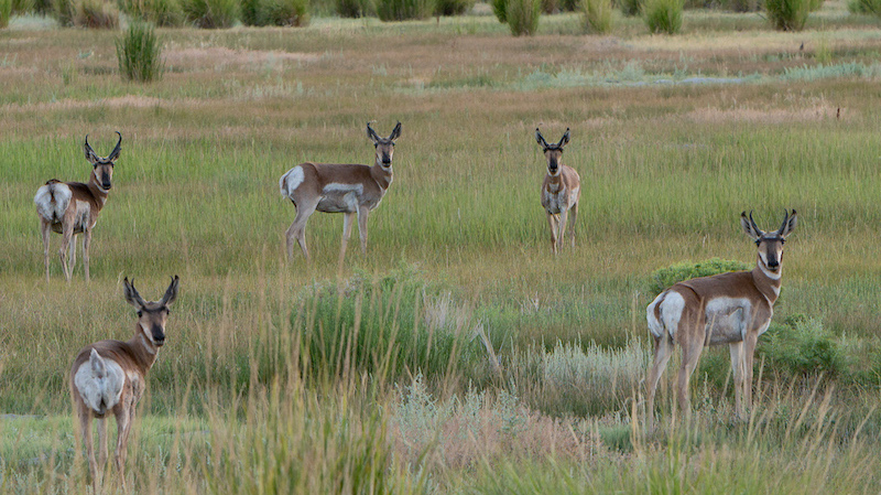 Pronghorn