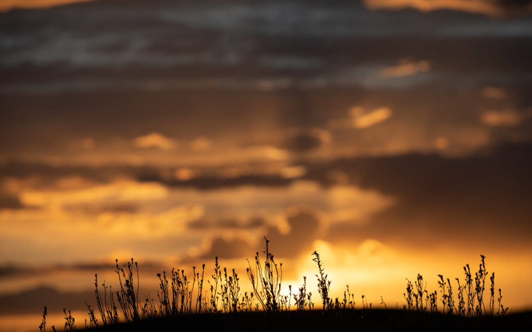 Sunset Grass