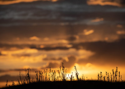 Sunset Grass