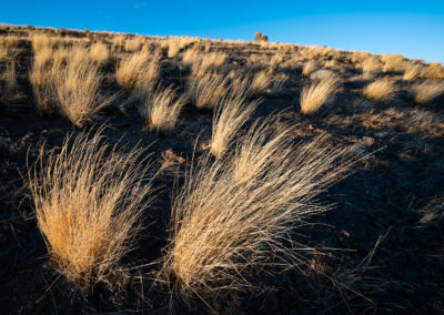 Grasses in the light