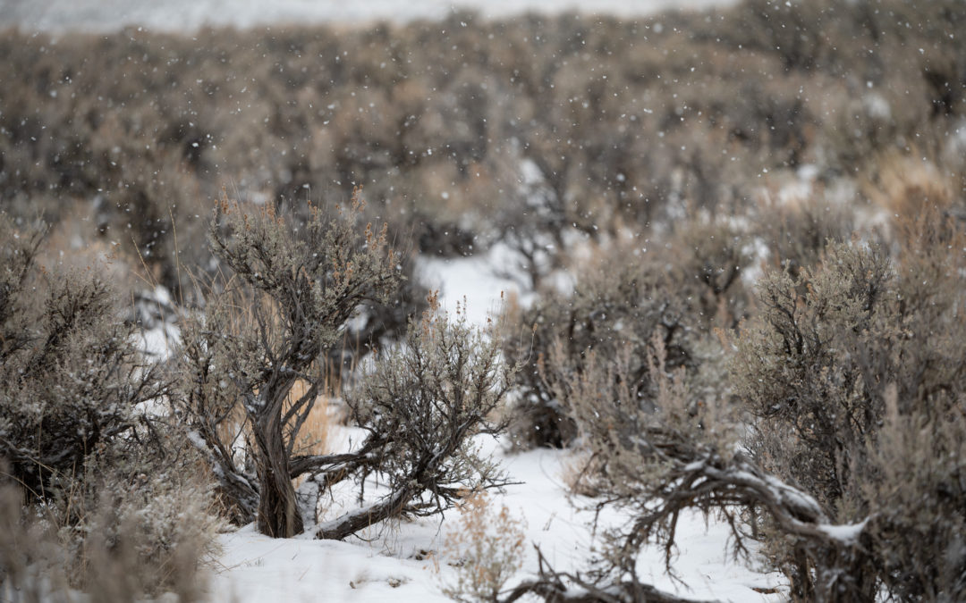 Sagebrush in the Snow