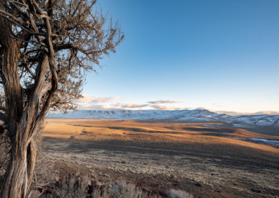 Sagebrush at Thacker Pass