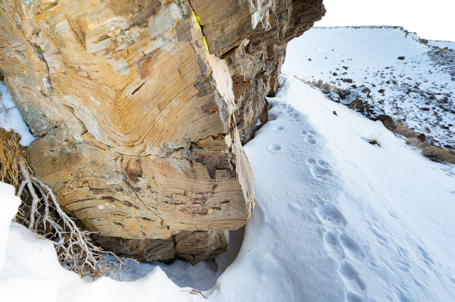 Tracks in the snow at Thacker Pass