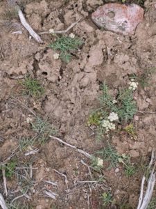 Lomatium nevadenses abundant in cracked soils