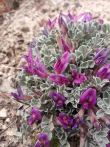 Astragalus purshii, shallow rocky soils, look for biscuitroots