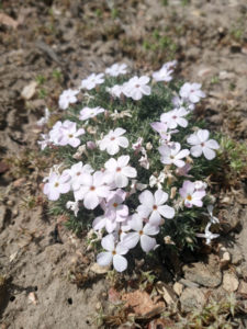 Phlox casepitos indicator of shallow soils and rock flow areas