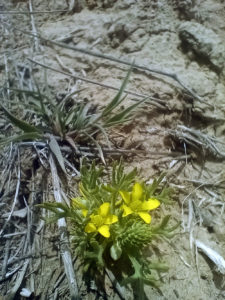 Rangeland buttercup (Ranunculus spp.) in moister depressions and drainages, look for Yampa where this buttercup is